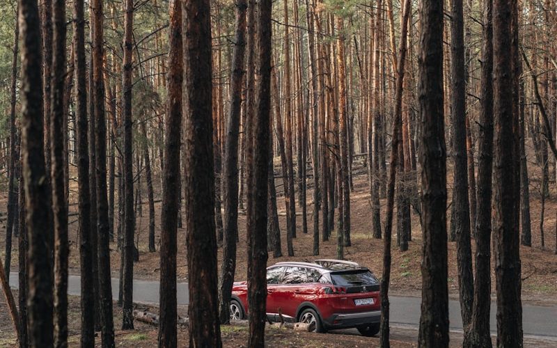 red car in the middle of the forest during daytime